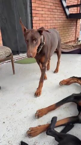 A brown Doberman pinscher with cropped ears and a gray collar stands on a light-colored concrete surface in front of a brick wall. The dog is looking down and to its left, towards a silver bowl. In the background, there are various objects, including a large clear plastic container filled with dog food, a red and white bag, a brown paper bag, a blue towel on a shelf, and a cushioned stool. Another Doberman, black and brown, is lying on its back with its paws in the air, partially visible in the foreground. The environment appears to be an outdoor patio or covered area.
