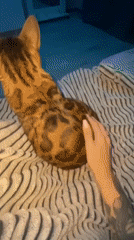 Woman poses with Bengal cat, Bull Terrier in Chaikovsky home