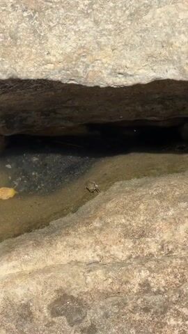 A small, brown frog is perched on the edge of a shallow pool of water. The water is clear and reflects the sunlight. The frog is facing to the left and its legs are tucked beneath it. The frog is surrounded by rocks. The rocks are rough and grey.
