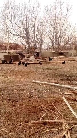 The video shows a flock of black chickens in a rural setting. The ground is covered in dry grass and straw. There are several bare trees in the background. There are some logs and other pieces of wood lying on the ground, along with a couple of square objects near a building. The chickens are scattered around the yard. The camera moves slightly to get a closer view of the chickens. One of the chickens is a rooster with a red comb.