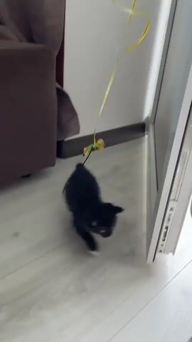 This is a video of a small, black and white kitten playing with a toy. The kitten is the primary subject. The toy is a yellow ribbon with a small, shiny object attached to the end, resembling a bee or insect. It's suspended from the ceiling by a thin string. The setting appears to be indoors, with a light-colored wooden floor. In the background, a dark brown piece of furniture and a white door or window frame are visible. The lighting suggests daytime. The kitten is actively engaged with the toy, batting at it with its paws and chasing it. Its movements are playful and energetic, typical of a young cat. There is no visible text in the video. The overall mood is lighthearted and captures a common, endearing kitten behavior.