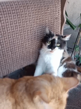 Calico and tabby cats going about their day in Almaty