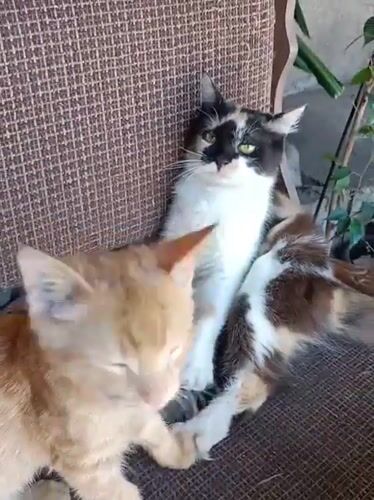 Calico and tabby cats going about their day in Almaty