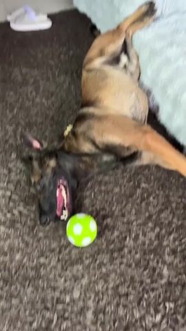 A German Shepherd is lying on its back on a dark, shaggy carpet with its legs in the air. A bright green and white toy ball is in front of the dog's head. The dog's mouth is open, revealing its teeth and tongue. In the background, a white and light blue slipper is visible on the carpet, and a portion of a light-colored bed or couch with a textured white blanket is at the top of the frame. The lighting is bright and appears to be coming from above.
