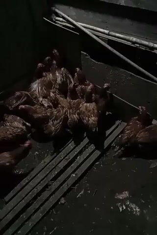The video shows a close-up view of a group of brown chickens huddled together in a dark, enclosed space. The floor appears to be made of wooden slats. Some pipes are visible in the background. The chickens are mostly still, although some are moving slightly. The overall lighting is dim.