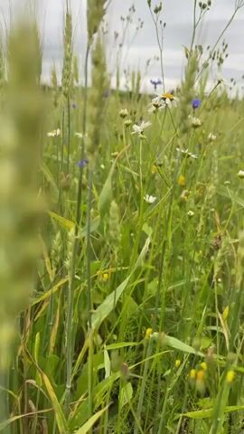 A close-up, vertical video shows a field of green grass and wheat. Several small white daisies with yellow centers and a few blue cornflowers are interspersed throughout the vegetation. The camera appears to be moving slowly through the field, focusing on the flowers. The sky is overcast, and the overall impression is one of a natural, serene landscape. The footage is slightly blurry, suggesting it was captured with a handheld device.