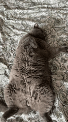 Grey cat lounges peacefully on bed in Sofia