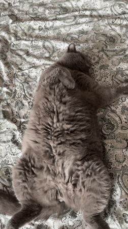 Grey cat lounges peacefully on bed in Sofia