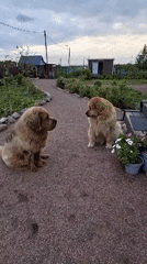 Toddler plays with large dogs in Russian village yards