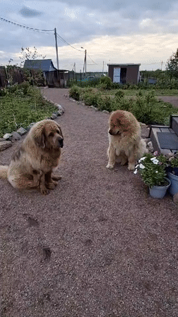Toddler plays with large dogs in Russian village yards