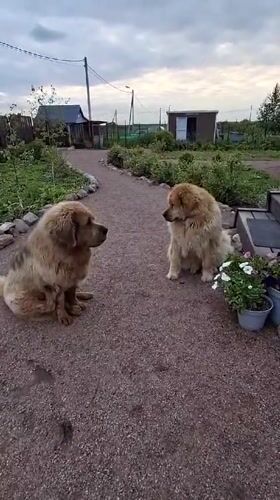 Toddler plays with large dogs in Russian village yards