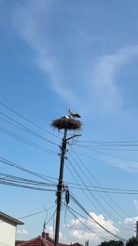 A stork stands in a large nest atop a utility pole, surrounded by numerous power lines. Two young storks are visible within the nest, and the adult stork appears to be tending to them. The sky is blue with some wispy clouds. The bottom of the frame shows a portion of a building with a red-tiled roof and a white wall, suggesting an urban or suburban environment. The video is a vertical shot, filmed during the day.