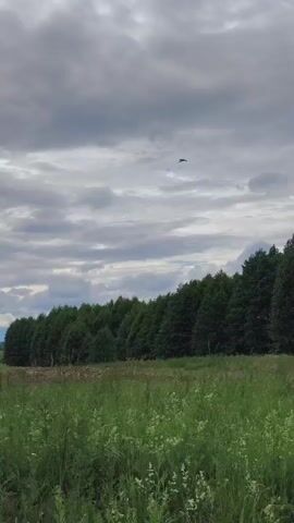 A video captures a wide shot of a cloudy sky above a field of green grass and a line of trees. A small, dark object, possibly a bird or drone, is visible flying in the sky. The sky is overcast with dark gray clouds, and there are glimpses of lighter clouds and a patch of blue sky. The field in the foreground is filled with lush green grass and some wildflowers. A dense line of green trees forms a border in the middle ground. The background shows a glimpse of a harvested field or cleared land. The video appears to be filmed outdoors in natural light.