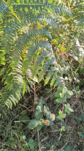 The video shows a hand reaching out to touch a fern. The hand is in the foreground and is partially obscuring the fern, which is a vibrant green and appears to be growing in a natural environment with other vegetation and grass. The lighting suggests it is daytime, possibly late afternoon due to the warm tones. The hand is wearing a dark beaded bracelet on the wrist. The person is wearing a white shirt with a blue and white pattern on the sleeve. The camera is positioned at a low angle, looking up at the fern and the hand.