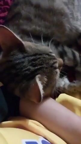 A close-up shot shows a tabby cat on a person's arm. The cat's head is resting on the arm, and its mouth is open, gently biting the arm. The cat's eyes are wide open, and its whiskers are spread. The background is blurred, with hints of a red blanket and a yellow shirt.