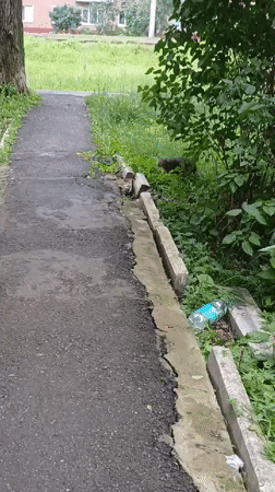 A tabby cat's morning in Izhevsk, with wildlife and wildflowers