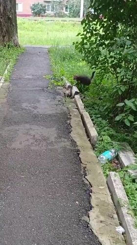 A tabby cat's morning in Izhevsk, with wildlife and wildflowers