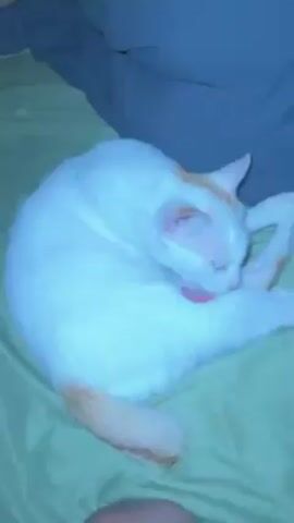 A close-up shows a white cat with orange markings on a green bed, grooming itself by licking its fur. A person wearing gray pants is also on the bed, near the cat. The focus is on the cat’s grooming actions.