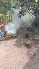 Harvesting and field cleanup underway in rural Indonesia