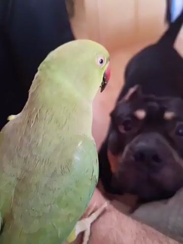 A green parrot is in the foreground, facing to the right. In the background, a dog with dark fur and some lighter brown markings on its face is visible, also facing to the right and slightly away from the parrot. The parrot is perched on what appears to be a person's hand or arm. The environment seems to be indoors, with a wooden floor or surface in the background. The lighting is natural and somewhat dim. The interaction between the animals is unclear from the still image, but they are in close proximity.