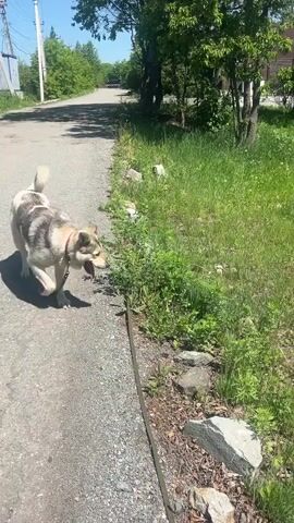 The video shows a medium-sized dog with a light tan and gray coat, wearing a red collar and attached to a leash, standing on a paved road next to a grassy area. The dog briefly looks at the camera and then proceeds to sniff the grass and greenery. The surrounding environment consists of trees, a house in the background, and utility poles along the road. The weather appears to be sunny and clear.