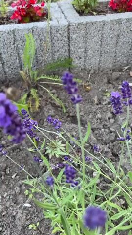 A video recording of lavender plants in a garden bed. A bumblebee flies among the lavender flowers. In the background, red begonias are visible in a planter. The ground is dark soil.