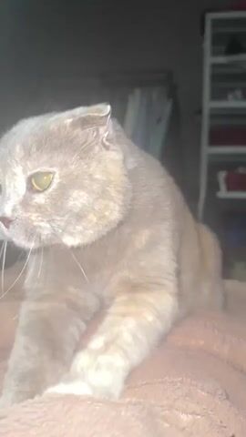 The video shows a close-up of a Scottish Fold cat sitting on a brown fuzzy surface. The cat is facing to the left of the frame, with its head tilted slightly down. The cat has grey and cream-colored fur with patches of orange or reddish-brown. Its ears are folded down, a characteristic of the breed. The background is dark and out of focus, with some hints of clothing on hangers. The lighting is dim. The cat's whiskers are long and prominent. The cat's eyes are open and appear to be yellow or amber. The cat's front paws are visible, with one paw slightly raised. The overall impression is a still shot of a cat in a dimly lit indoor environment.