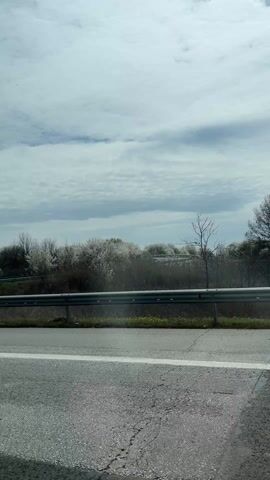 The camera is fixed to a moving vehicle, likely inside, filming a road scene from the passenger seat. The road appears to be a highway or a major road, distinguished by a white line and a steel guardrail on the side. Beyond the guardrail, a landscape of trees and bushes is visible, including a few with white blossoms, possibly indicating spring. The sky is overcast with a mix of white and grey clouds, but appears bright. The camera passes beneath a road overpass, creating a brief shadowed view before returning to the broader, brighter road landscape.