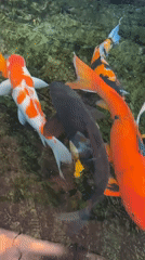 Colorful koi fish spotted swimming in Đà Nẵng pond