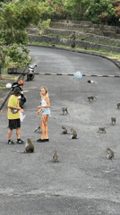Couple feeds monkey troop on road in Kuta Selatan