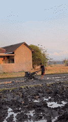 Harvest-season activity across a rural Indonesian village