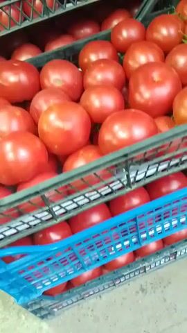 This is a close-up, eye-level shot of stacked crates of tomatoes. The tomatoes are primarily red, with some appearing slightly orange. They vary in size, with the top crate containing cherry tomatoes on the vine, and the lower crates filled with larger, round tomatoes. The crates themselves are made of plastic and are green, blue, and black. The lighting appears to be artificial and somewhat dim, typical of a storage area or market. There are no people visible in the frame.