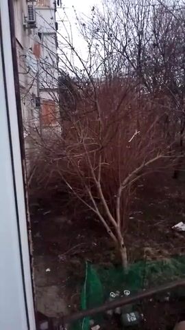 The video shows a view from a window, looking out at a barren tree and the side of a residential building. The tree has many branches and no leaves. The building is white with multiple floors and balconies. There are some air conditioning units visible on the side of the building. The sky is overcast and a crescent moon can be seen in the distance. There is some greenery visible at the base of the tree. The window frame is white and partially visible on the left side of the frame.