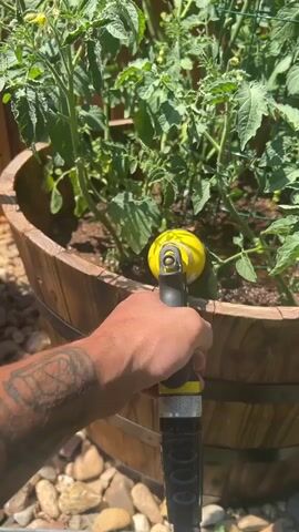 A hand with tattoos is holding a yellow and black hose nozzle, spraying water onto a tomato plant growing in a wooden barrel planter. The plant is lush and green with some small green tomatoes visible. The barrel planter is sitting on a bed of small rocks. The background shows a wooden fence and appears to be outdoors on a sunny day.