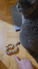 Person and gray Scottish Fold cat share quiet moments