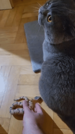 Person and gray Scottish Fold cat share quiet moments