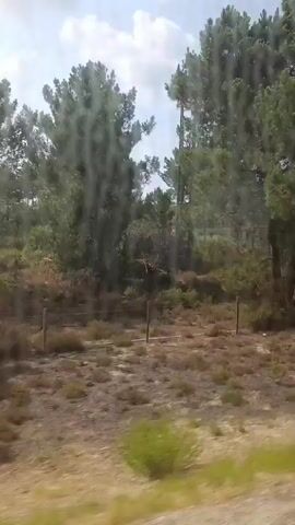 The video shows a blurry, fast-moving scene from what appears to be a vehicle. The environment consists of trees and vegetation, with a clear sky in the background. At one point, a concrete structure with graffiti on it is visible, moving quickly past the camera. The overall impression is of a journey through a natural landscape with occasional man-made elements.