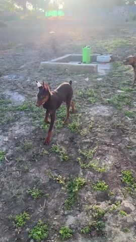 A reddish-brown Doberman dog walks through a grassy, patchy yard. The dog appears to be walking, stopping, and sniffing the ground. Behind the dog is a fenced enclosure with another, lighter-colored dog inside. A house is partially visible behind the fence. The video ends with a wider shot showing the yard extending to a distant street with houses and trees, against a bright, sunny sky.