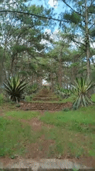 Stone steps wind through pine forest in Da Lat
