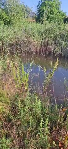 The video shows a body of water surrounded by tall green reeds and other vegetation. The water appears murky and still, with reflections of the surrounding plants and sky visible on its surface. The vegetation is dense, creating a natural, somewhat wild environment. The sunlight suggests it is daytime. There are no people or animals visible in the footage. The camera appears to be held steady, with very slight panning or tilting movements.