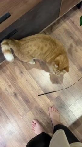 A ginger cat with white paws and tail is playing with a black wand toy on a wooden floor. The cat is in the foreground, and a person's bare feet are visible in the lower part of the frame. The cat is looking at the toy and batting at it. The video is taken from a high angle, looking down at the cat and the person's feet. The lighting is dim, and there is some ambient noise in the background. The cat's tail is curled up in the air. The cat occasionally meows.