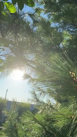 This media file captures a close-up view of evergreen pine branches against a bright sky. The sun is visible, shining through the needles and creating lens flare and a soft, hazy effect. The needles are a vibrant green, and some appear to be dusted with water droplets, suggesting dew or recent rain. The background is blurred, but hints of a fence and a distant, light-colored structure can be discerned, possibly indicating a rural or suburban setting. The overall impression is one of natural beauty and tranquility, with the sunlight filtering through the foliage creating a peaceful and serene atmosphere. The time of day appears to be morning or late afternoon, given the low angle of the sun and the warm quality of the light. There are no people or explicit objects of interest other than the pine branches and the natural elements. The location context provided is Primernoe, Russia.