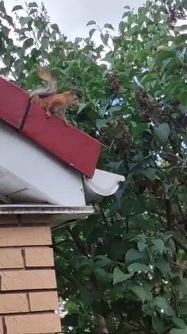 This short video clip shows a squirrel perched on the edge of a red roof, near a white gutter. The squirrel is an auburn color with a bushy tail that is fanned out. It appears to be looking slightly to the right, with its body angled towards the left. The background is dominated by lush green foliage from trees and a cloudy sky. A brick wall of a building is visible in the lower left corner of the frame. The scene appears to be outdoors, likely in a residential area given the presence of the house and surrounding trees. The lighting suggests it is daytime, possibly late afternoon or early evening, as the light is somewhat diffused. The squirrel's posture and the fanned tail could indicate alertness or a moment of preparation before movement. There is no visible text in the video. The location context suggests this footage was captured in Rosinka, Russia.