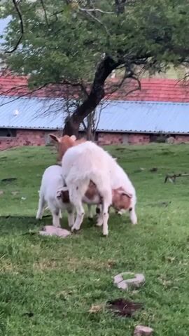 The video shows a goat in a grassy field being nursed by two kids. The mother goat is mostly white with brown markings on her head and legs. The two kids have similar markings, with the kid on the left being mostly white and the one on the right being mostly brown. The mother goat is standing still while the kids nurse. A large tree looms over the scene, and in the background, there is a building with a red roof and a blue-gray metal overhang. The sky appears overcast. The video captures the interaction between the mother goat and her young in a rural setting.
