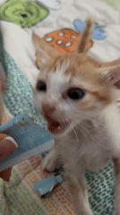 Kitten fed from package on patterned bedding in Vietnam