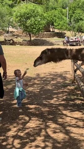 The video shows a young child feeding a camel. 

The setting appears to be a petting zoo or animal park, with trees, stone structures, and picnic tables visible in the background. The ground is covered in dirt and gravel. 

A camel is seen reaching its head over a wooden fence, seemingly to receive food. A young girl is standing in front of the camel, offering it a piece of green vegetation. A person, presumably a guardian, is standing next to the girl. Another young boy in a red hoodie stands behind her. 

The girl is dressed in jeans, a white top, and a light blue jacket tied around her waist. She appears to be cautiously feeding the camel.
