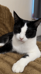 Cats lounging and interacting at home in Antwerp