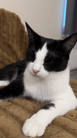 Cats lounging and interacting at home in Antwerp