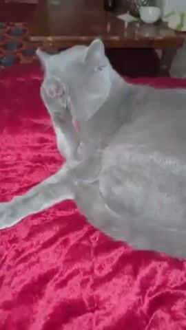 A gray cat is lying on a red, velvety surface and grooming itself. The cat is licking its left front paw. A wooden table is visible in the background.