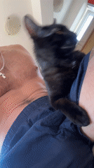 Black cat snuggles with man indoors near window